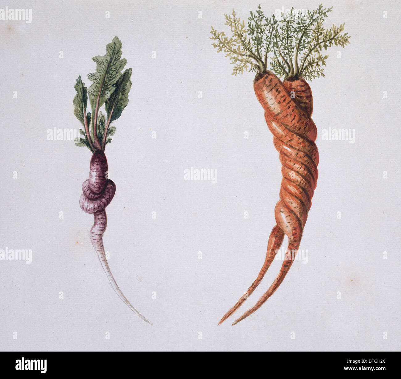 Raphanus spp., radish and Daucus carota, carrot Stock Photo