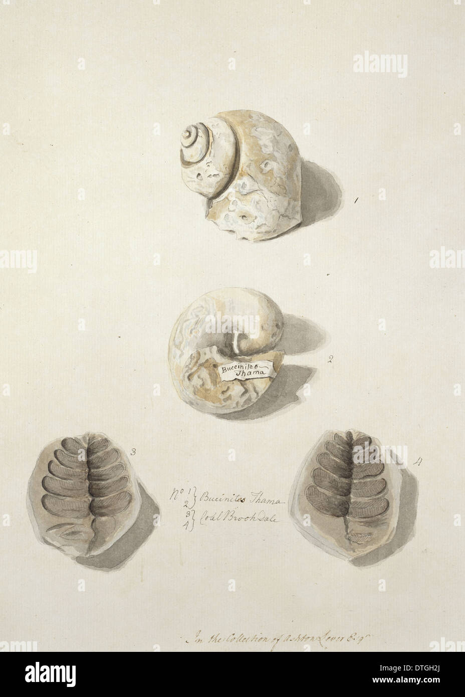 Fossilised naticid gastropods and leaves Stock Photo