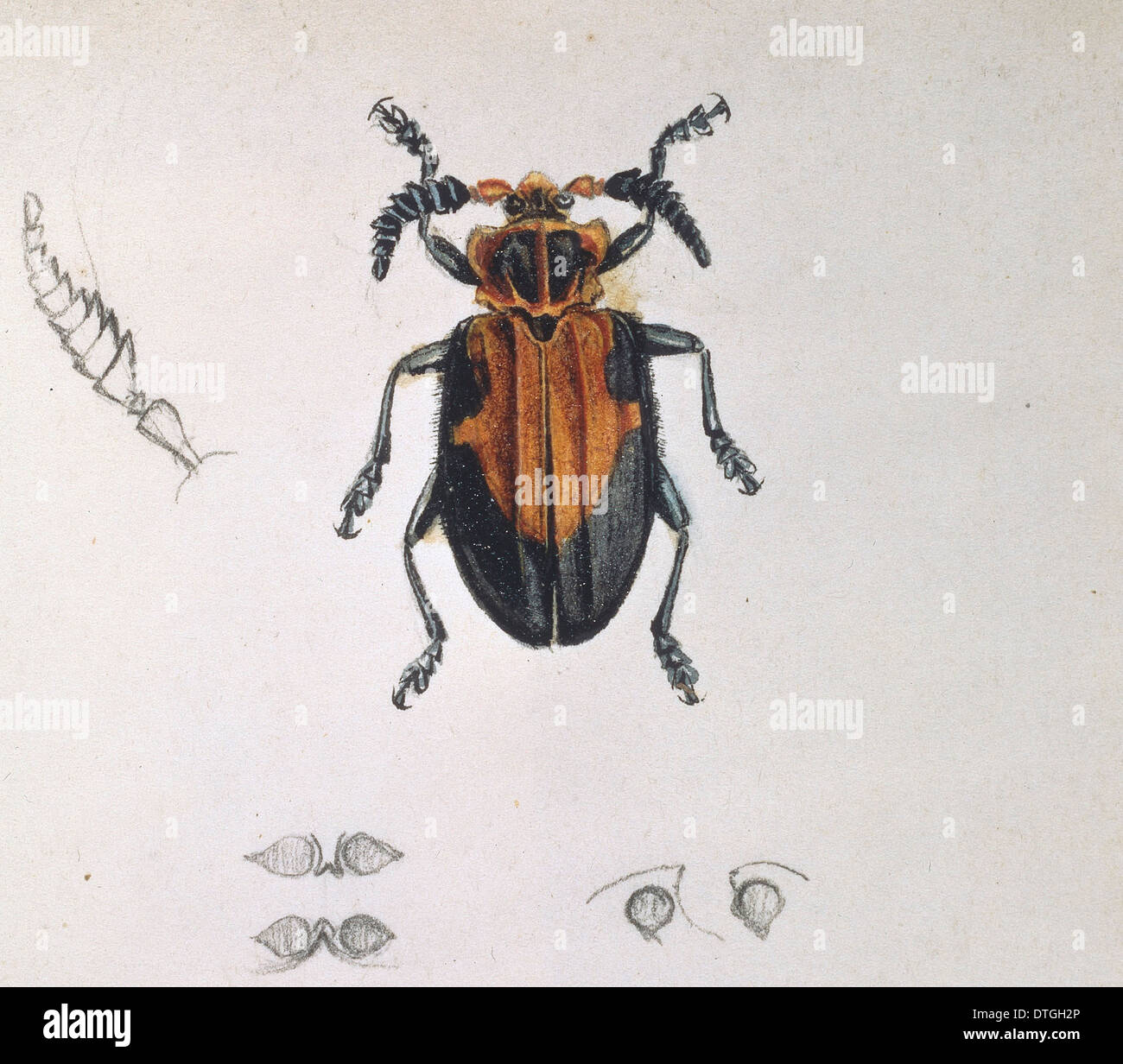 Longhorn beetle Stock Photo