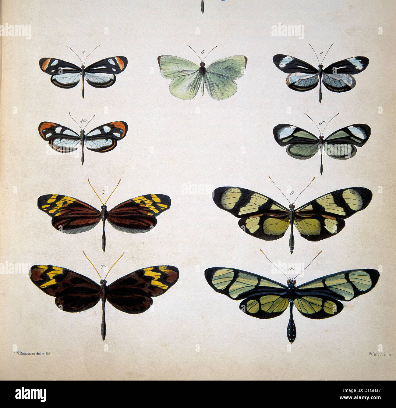 Examples of mimicry among butterflies Stock Photo