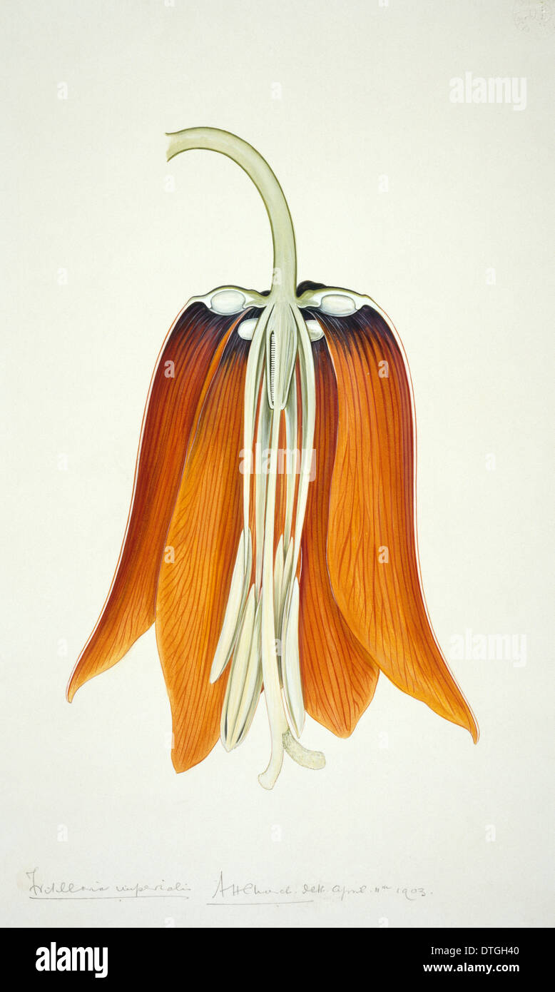 Fritillaria imperialis, crown imperial lily Stock Photo