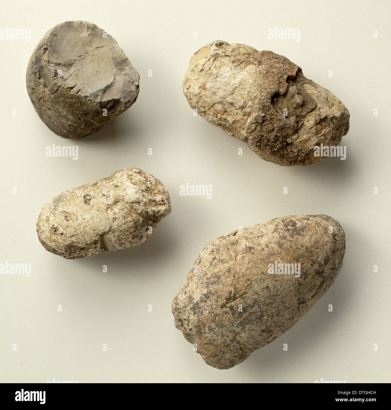 Fossilized Dinosaur Dung