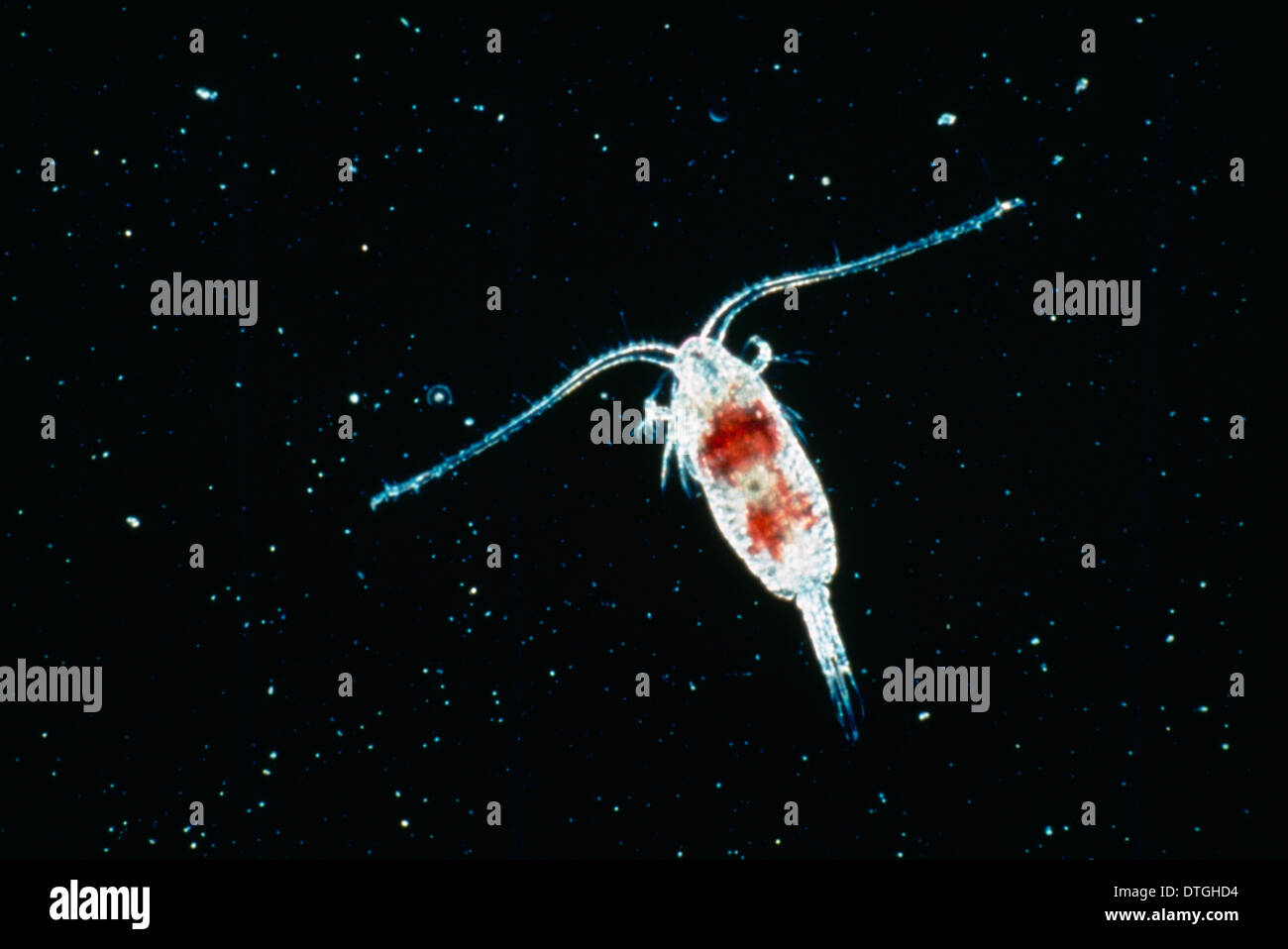 Calanoid, planktonic copepod Stock Photo