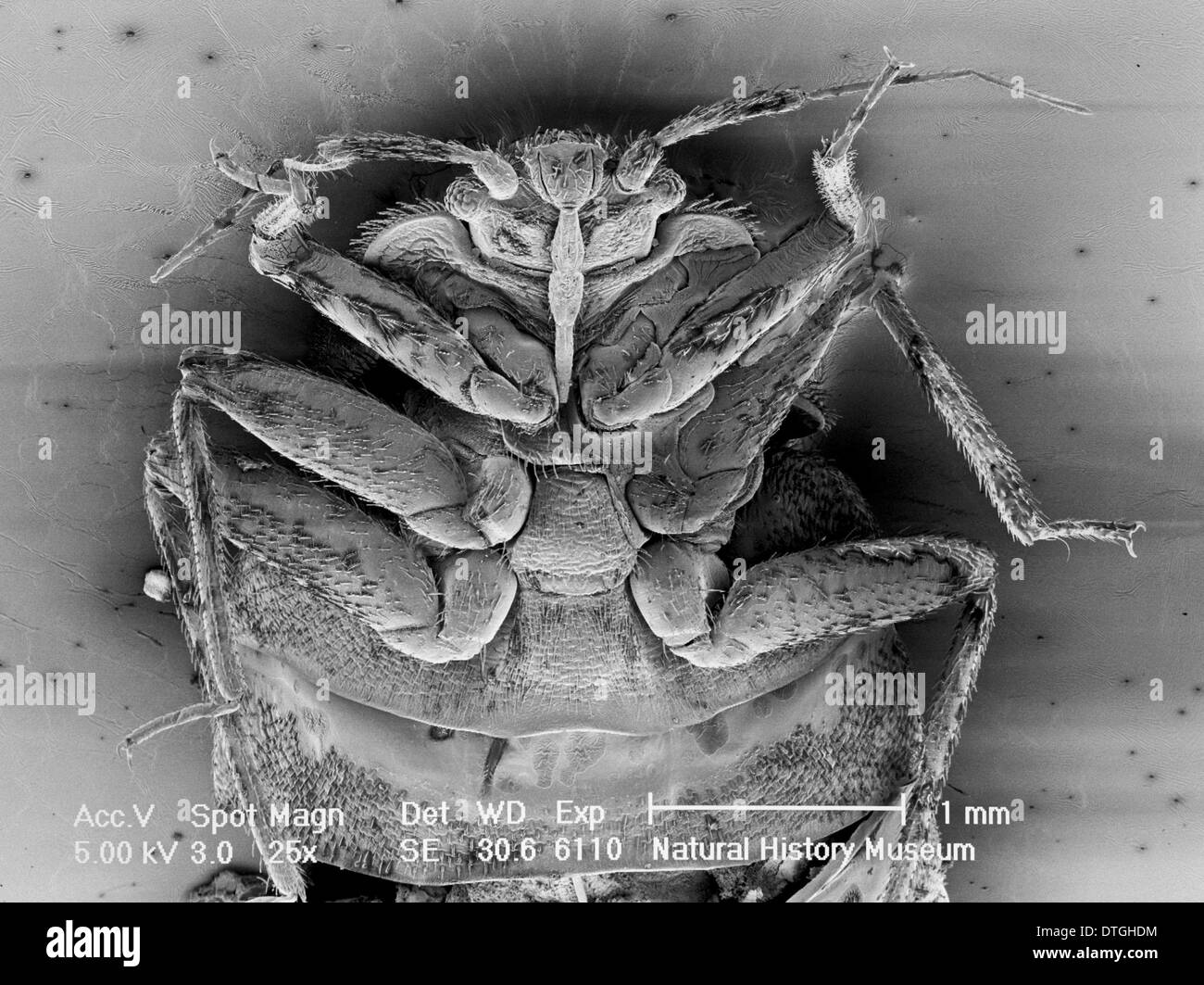 Cimex lectularius, bed bug Stock Photo