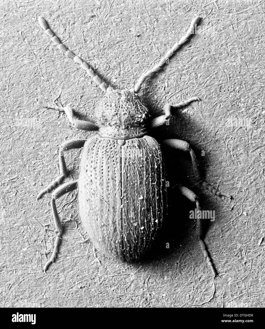 Ptinus tectus, spider beetle Stock Photo