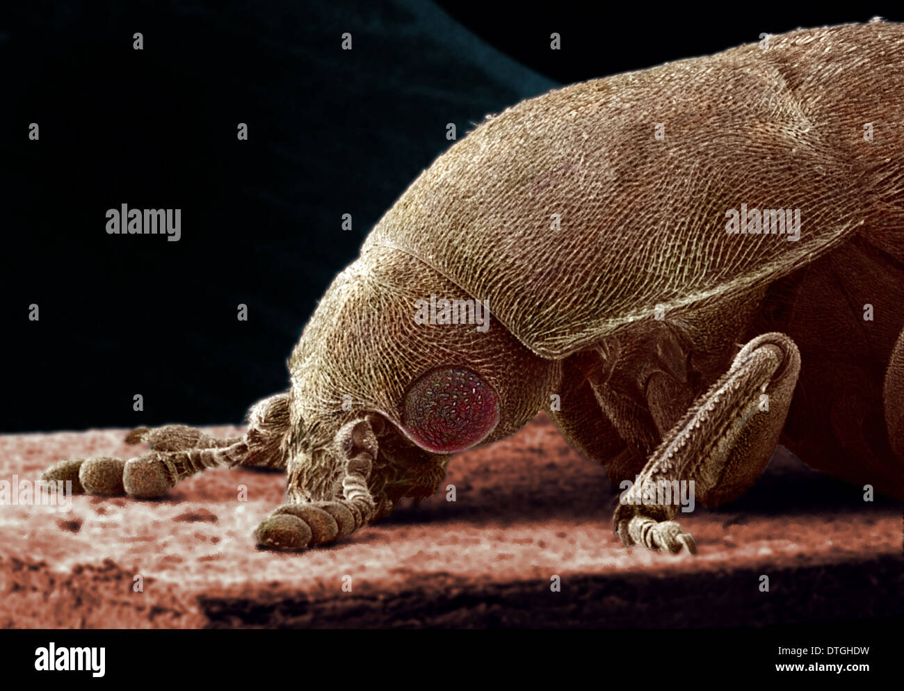 Dermestes lardarius, larder beetle Stock Photo Alamy
