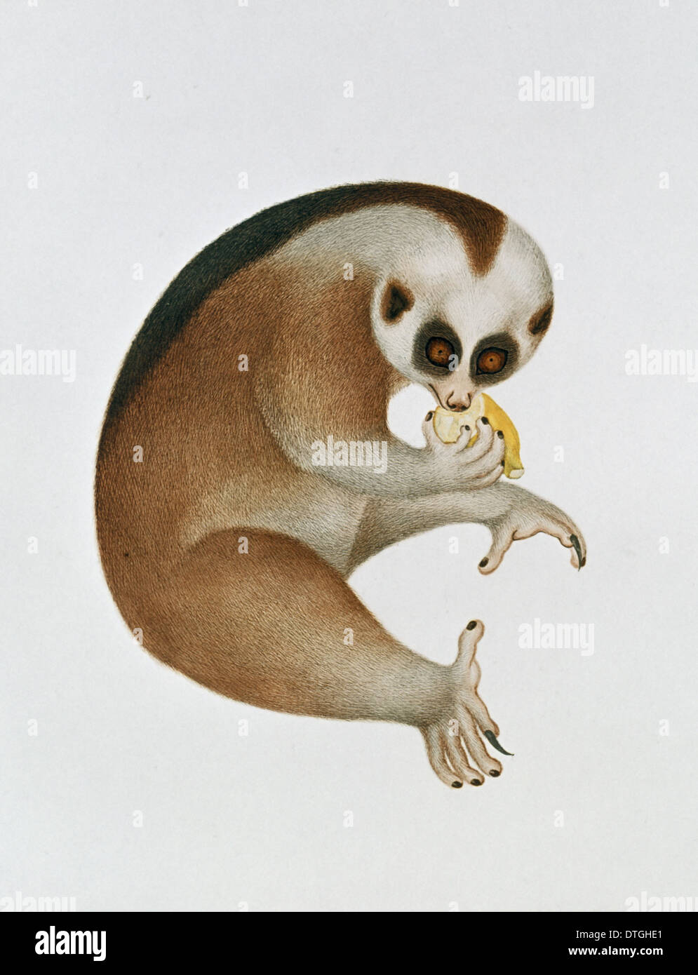Sunda slow loris - Wikipedia