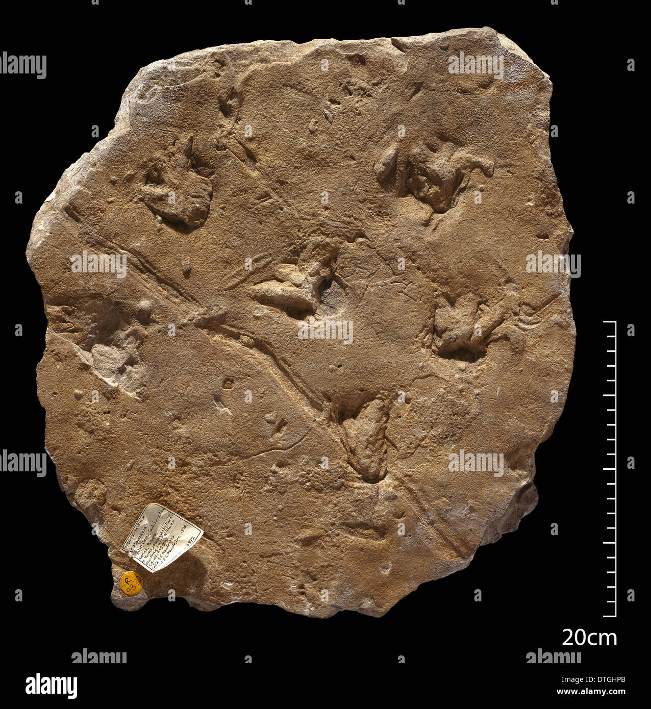 Fossil amphibian footprints Stock Photo