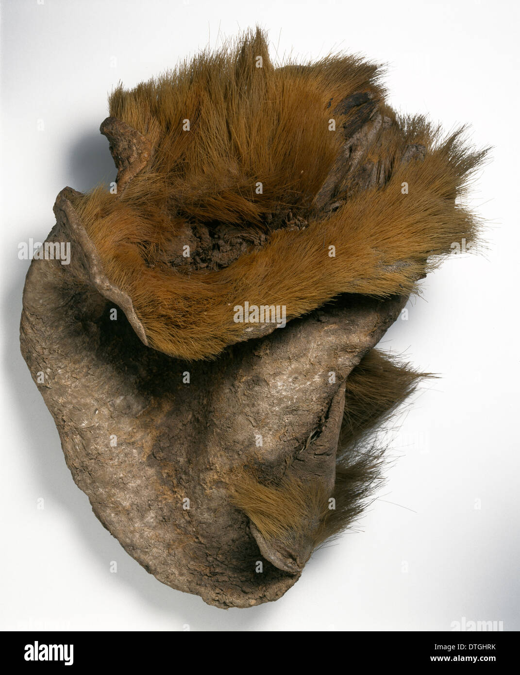 Ground sloth skin Stock Photo