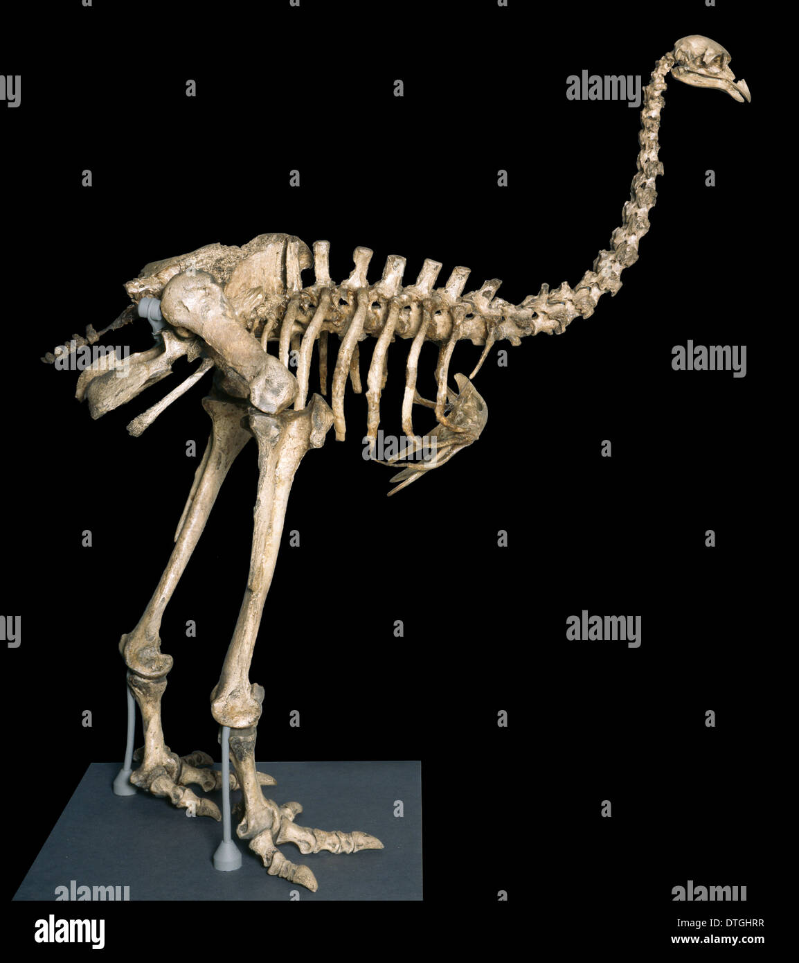 Dinornis elephantopus, heavy-footed moa Stock Photo