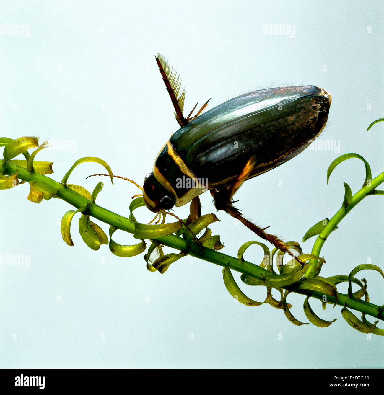 Dytiscus marginalis, great diving beetle Stock Photo