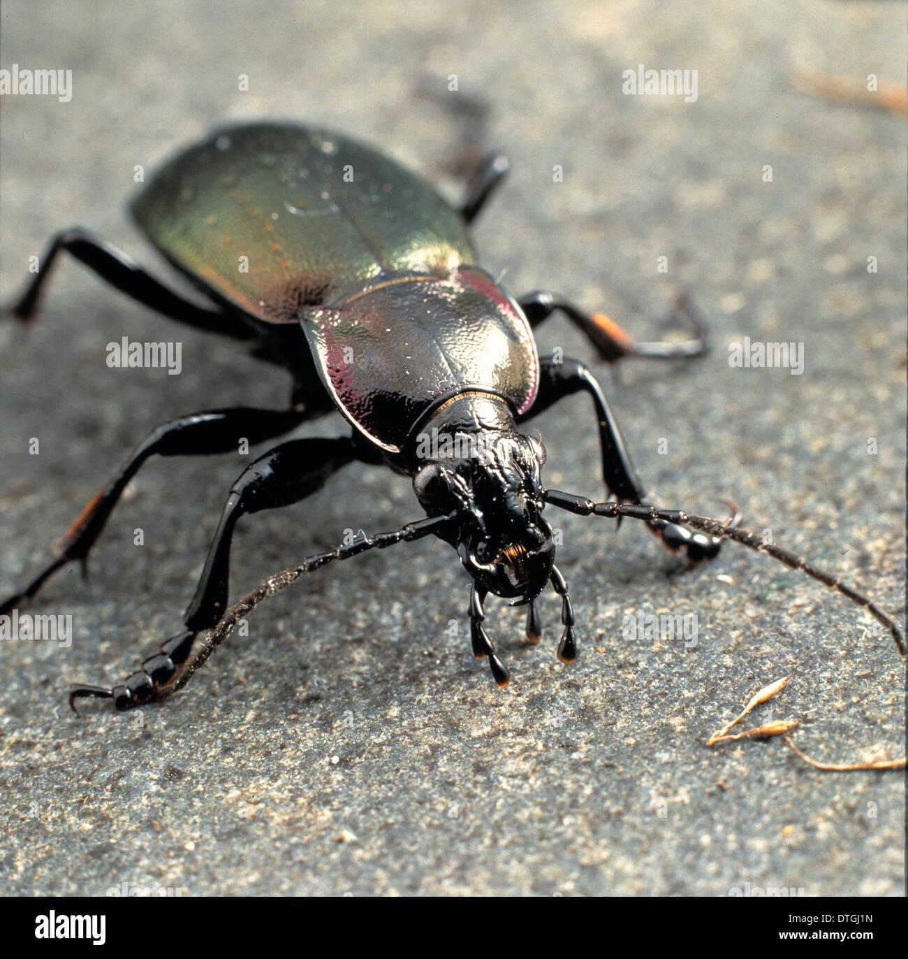 Carabus violaceus, violet ground beetle Stock Photo