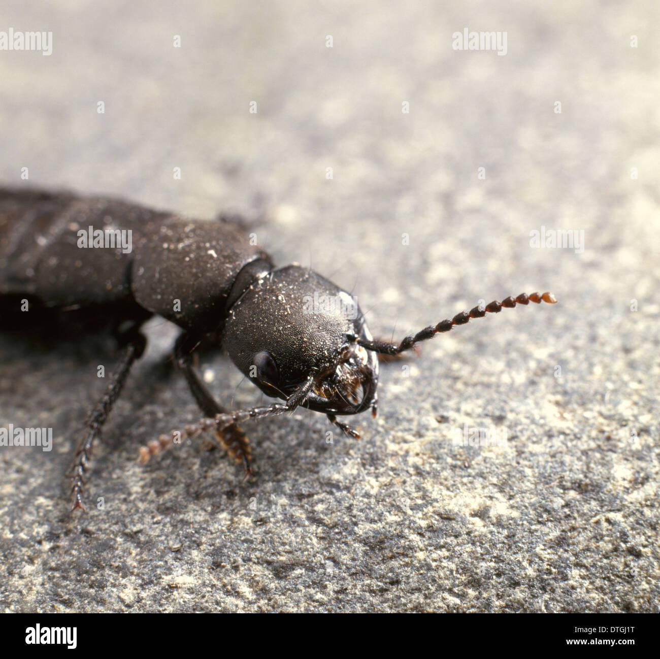 Staphylinus olens, devil's coach horse beetle Stock Photo Alamy