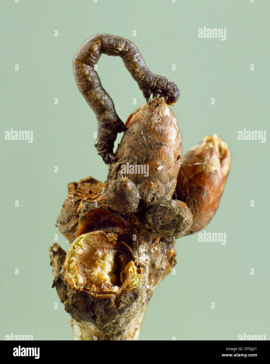 A looper caterpillar looking like a twig Stock Photo - Alamy