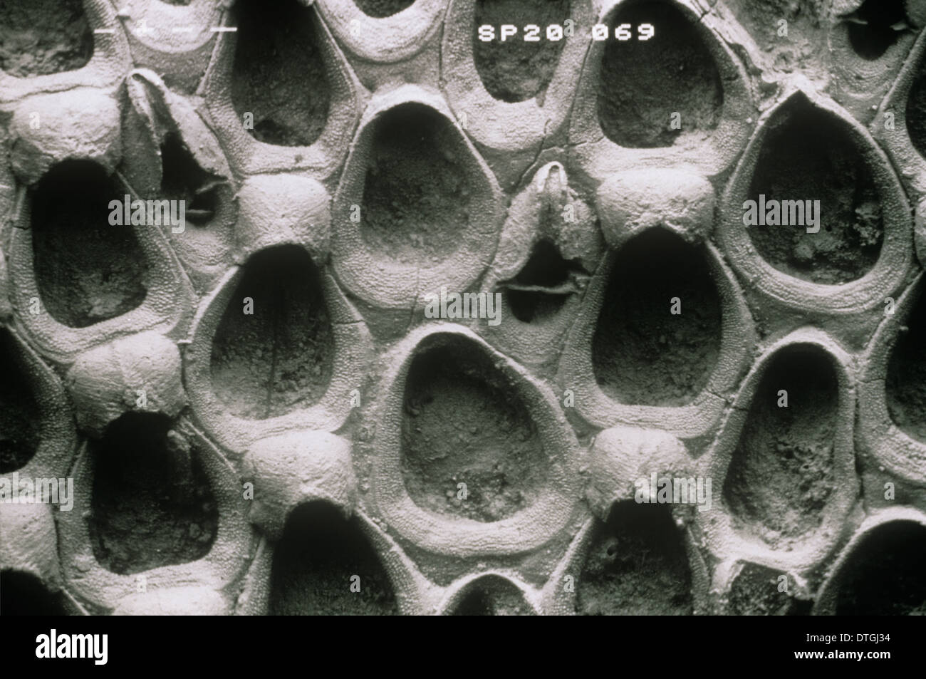 Wilbertopora woodwardi (Brydone), bryozoan Stock Photo