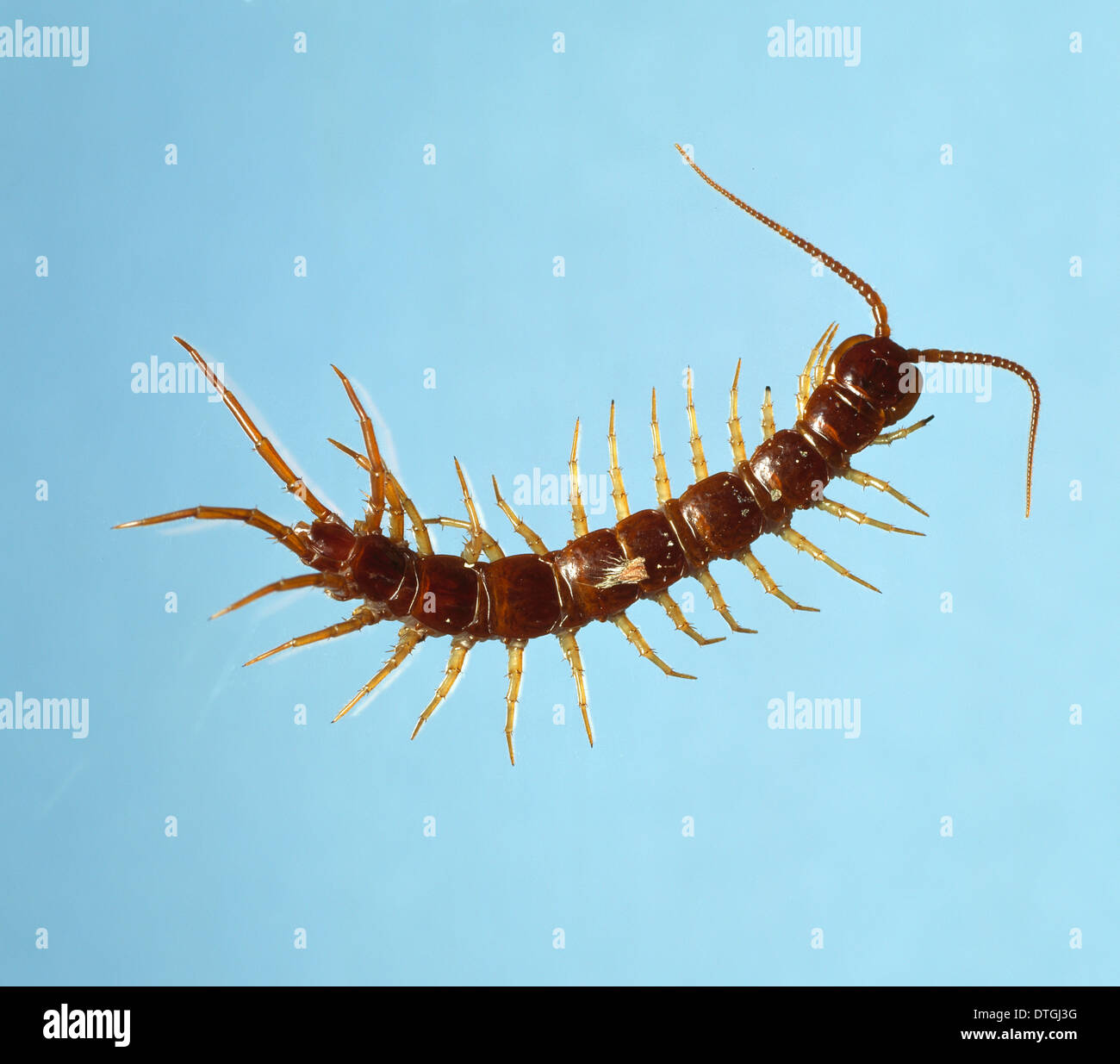 Lithobius sp., centipede Stock Photo