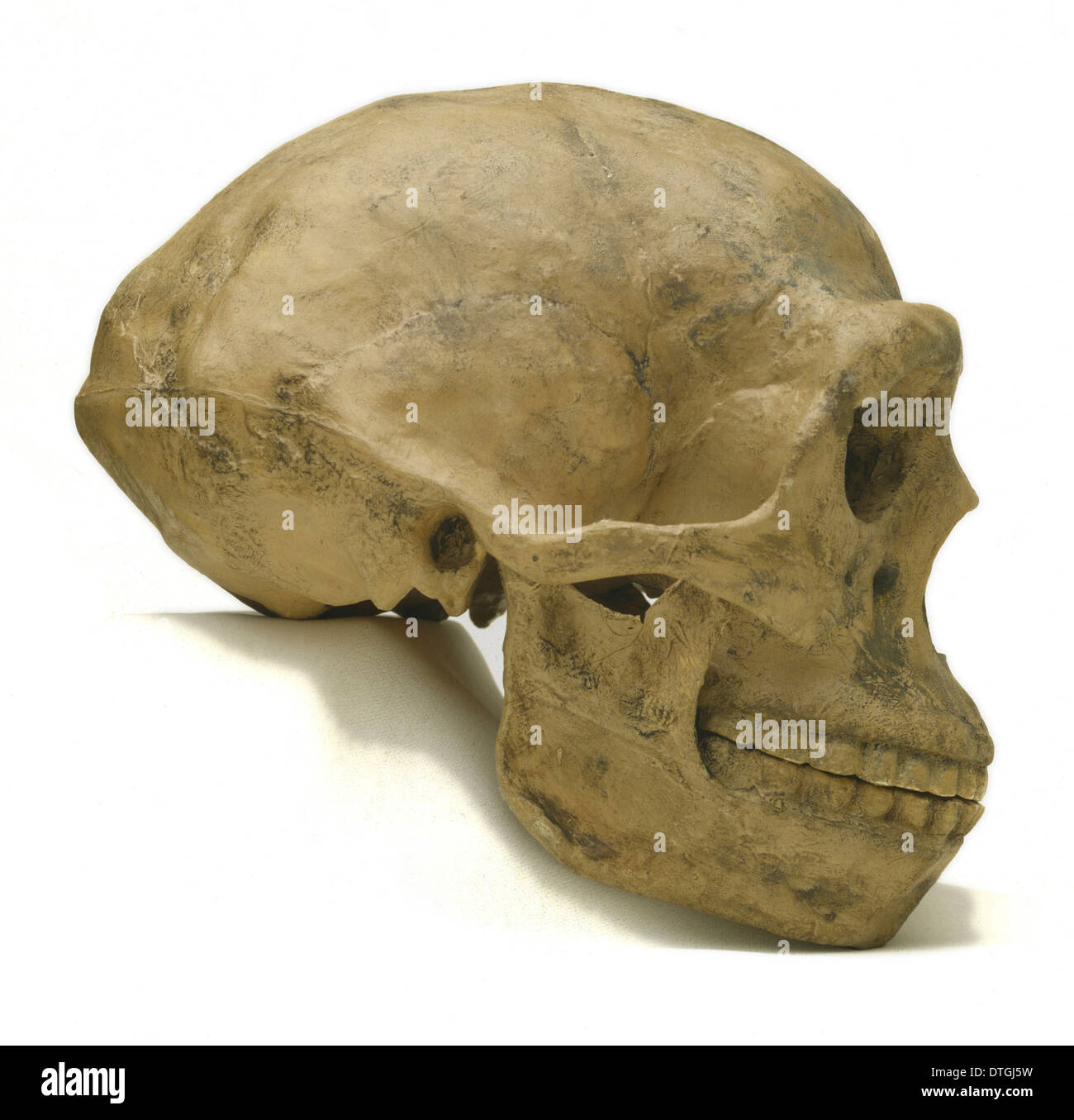 Homo erectus, Peking man cranium (reconstruction) Stock Photo