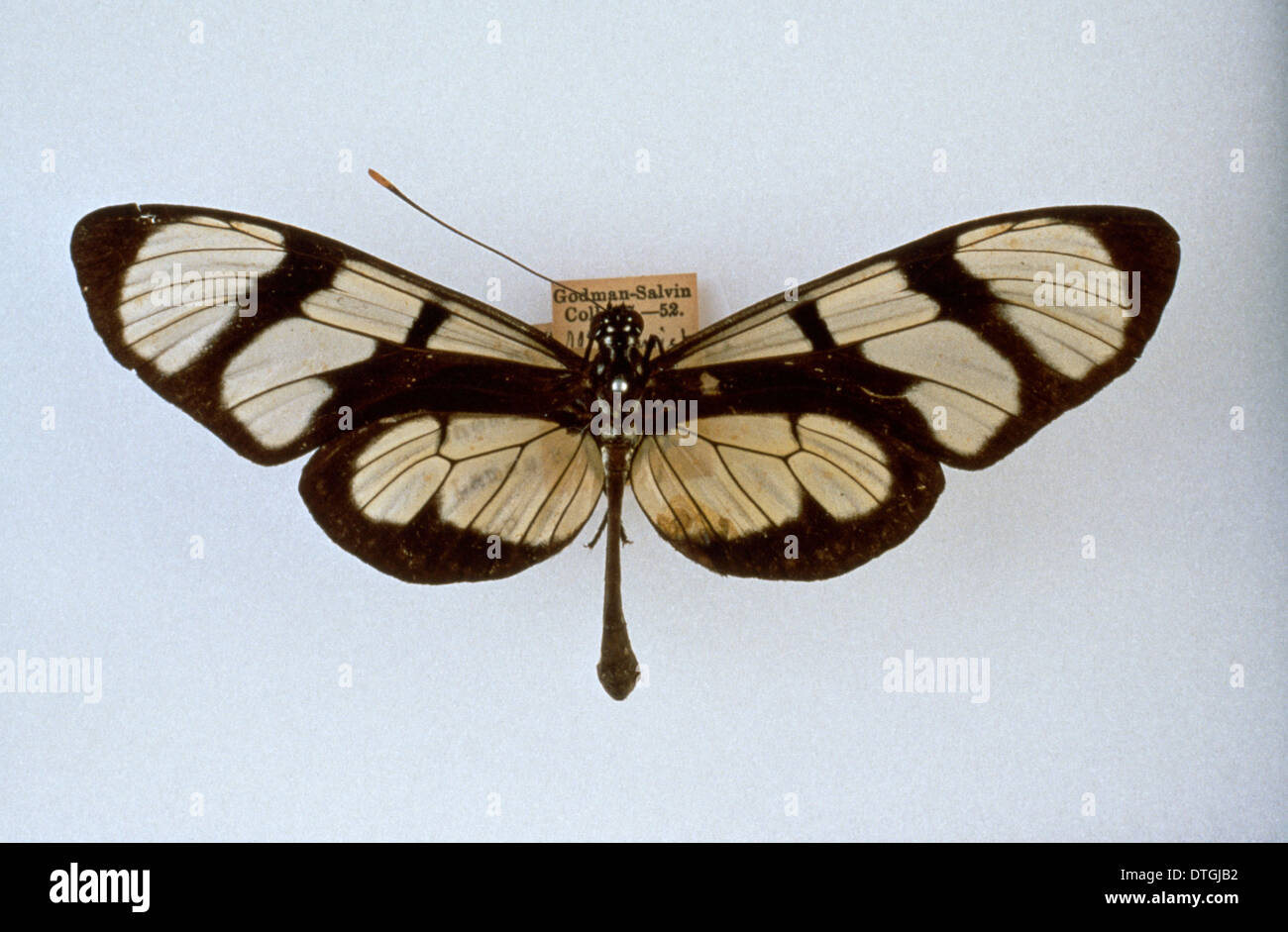 Methona themisto, bates butterfly Stock Photo