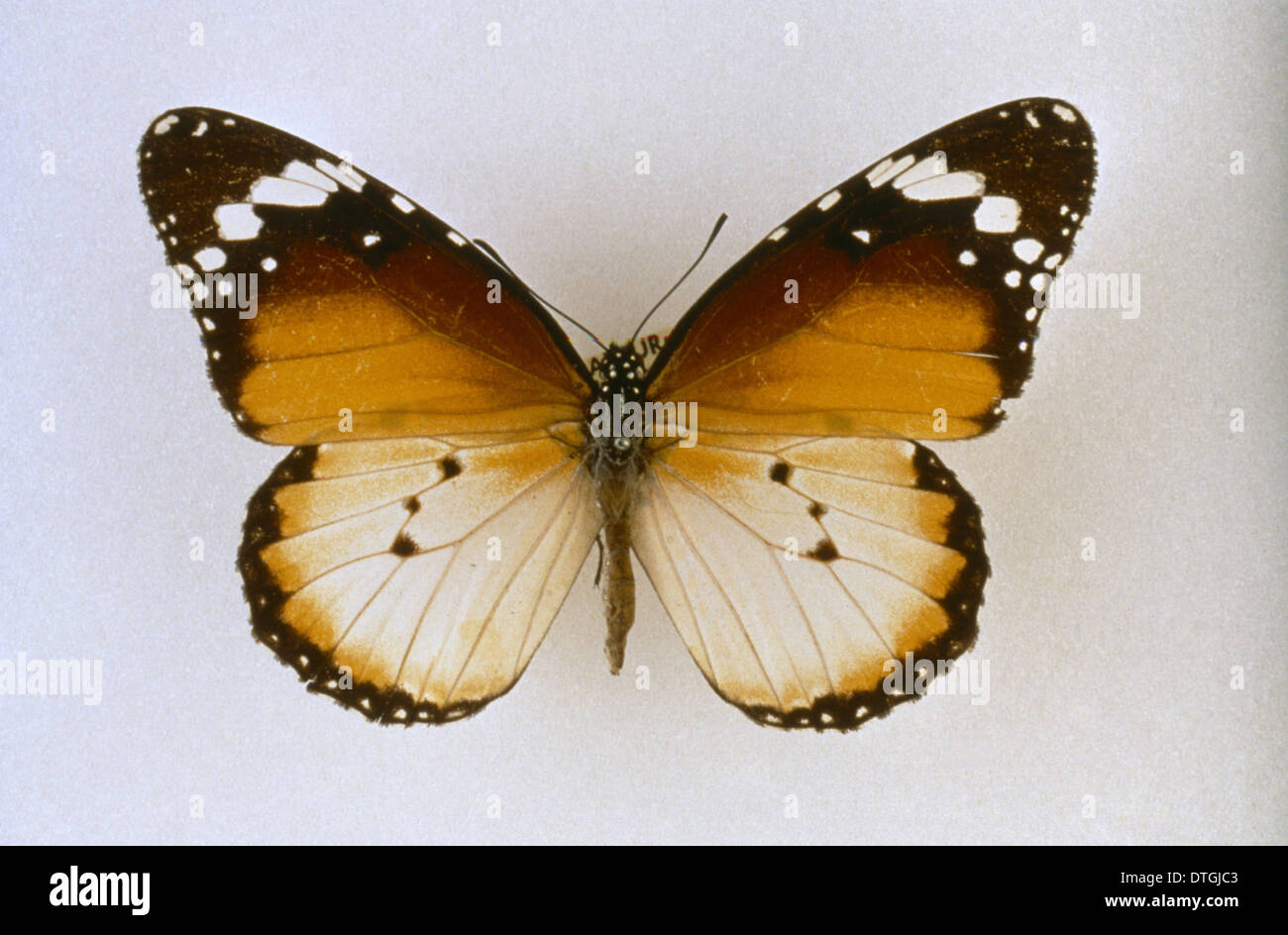 Danaus chrysippus, plain tiger butterfly Stock Photo