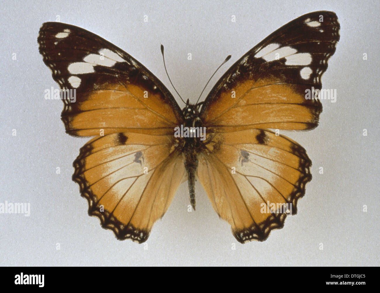 Hypolimnas misippus, diadem butterfly Stock Photo