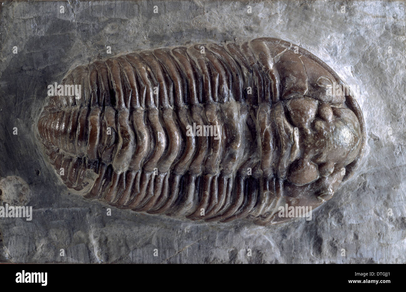 Calymene, trilobite Stock Photo