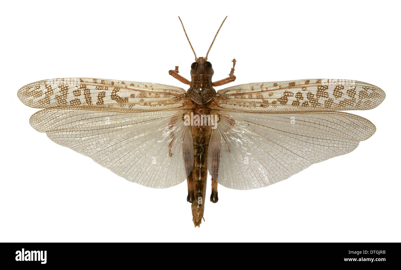 Schistocerca gregaria, desert locust Stock Photo