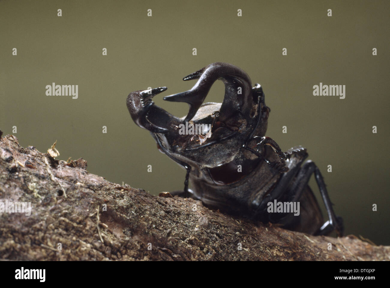 Lucanus cervus L., male stag beetle Stock Photo