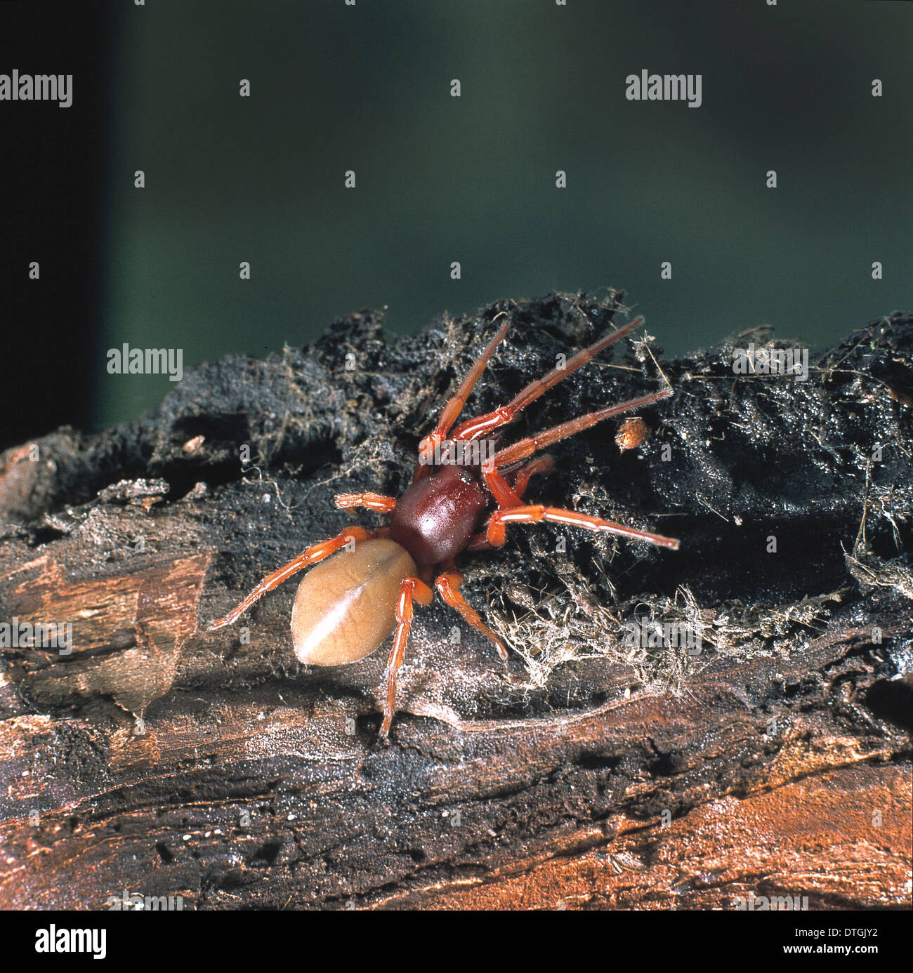 Dysdera crocata, woodlouse spider Stock Photo Alamy