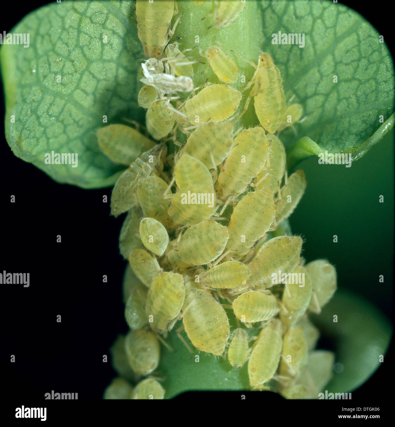 Sipha glyceriae, aphids Stock Photo