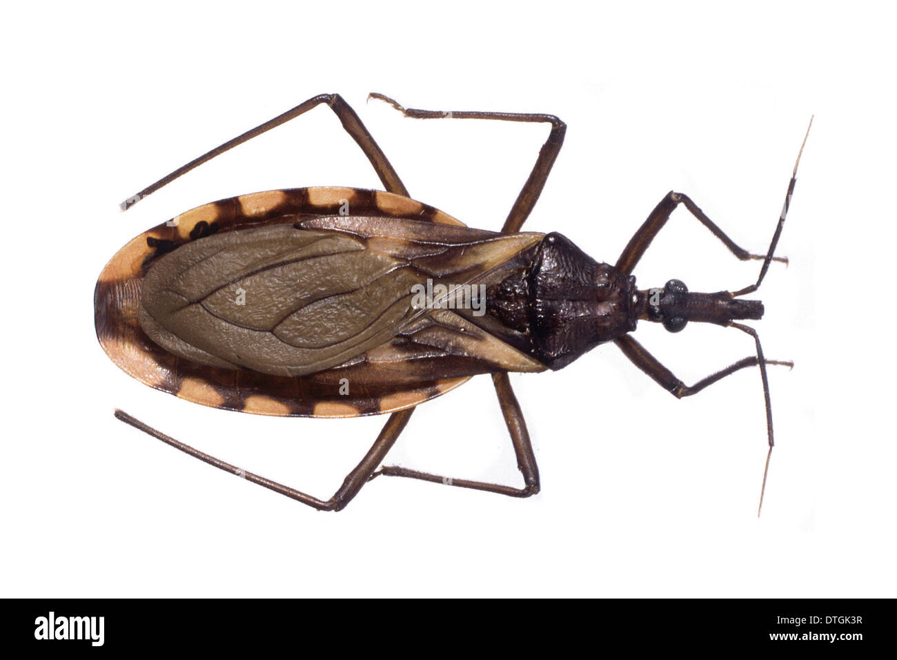 Triatoma rubrovaria, triatomine bug Stock Photo: 66749083 - Alamy