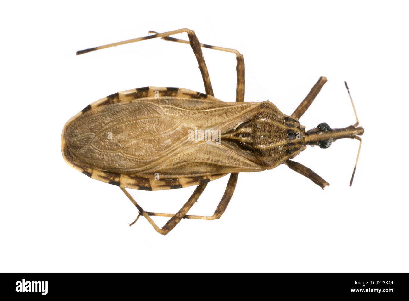 Rhodnius pictipes, triatomine bug Stock Photo, Royalty Free Image ...