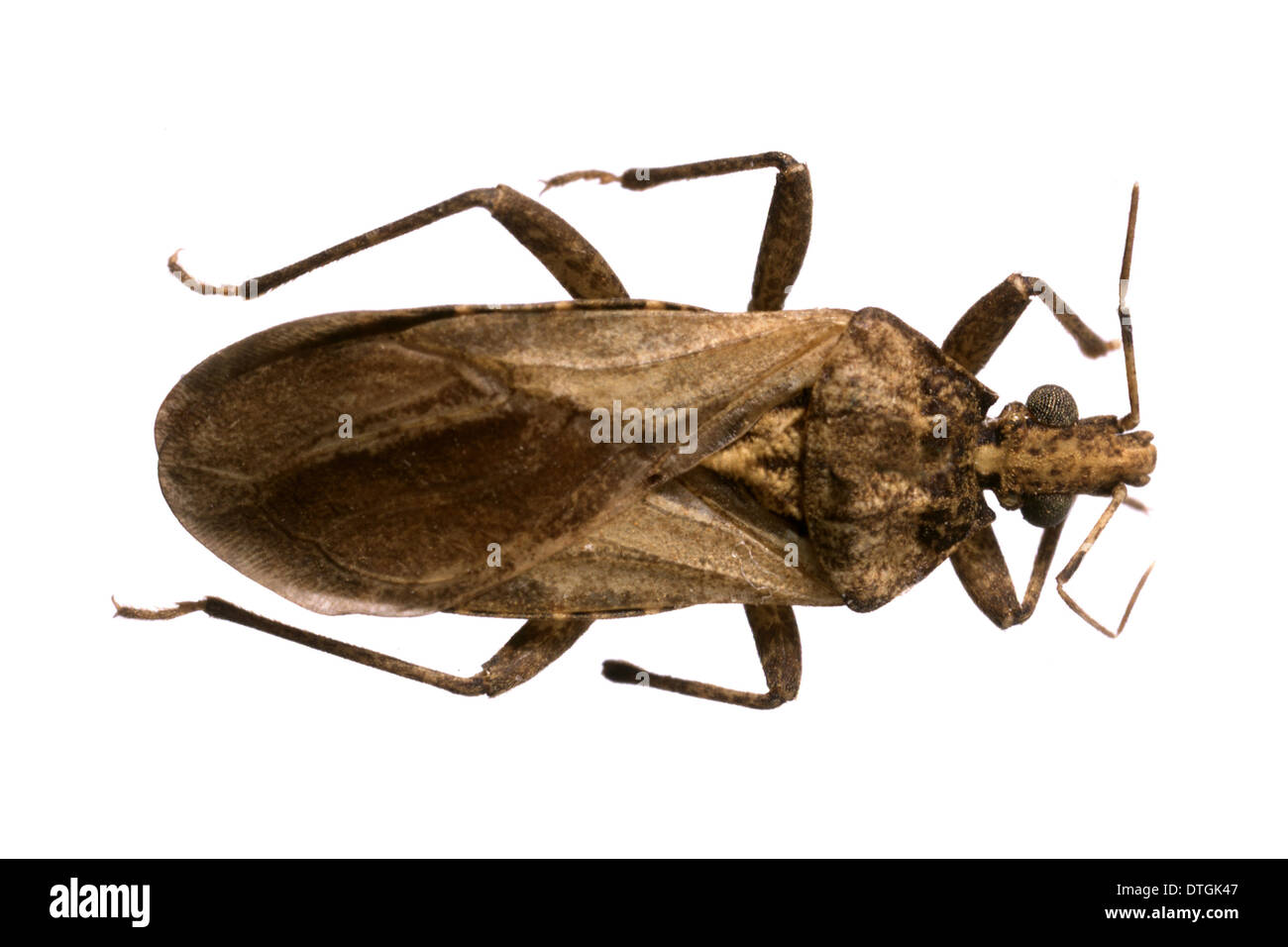 Psammolestes tertius, triatomine bug Stock Photo