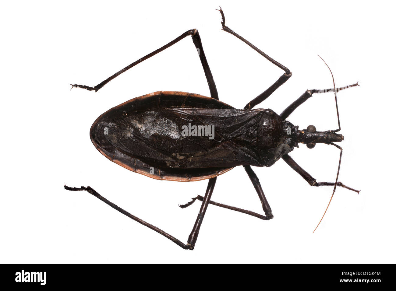 Dipetalogaster maxima, triatomine bug Stock Photo 66749108 Alamy