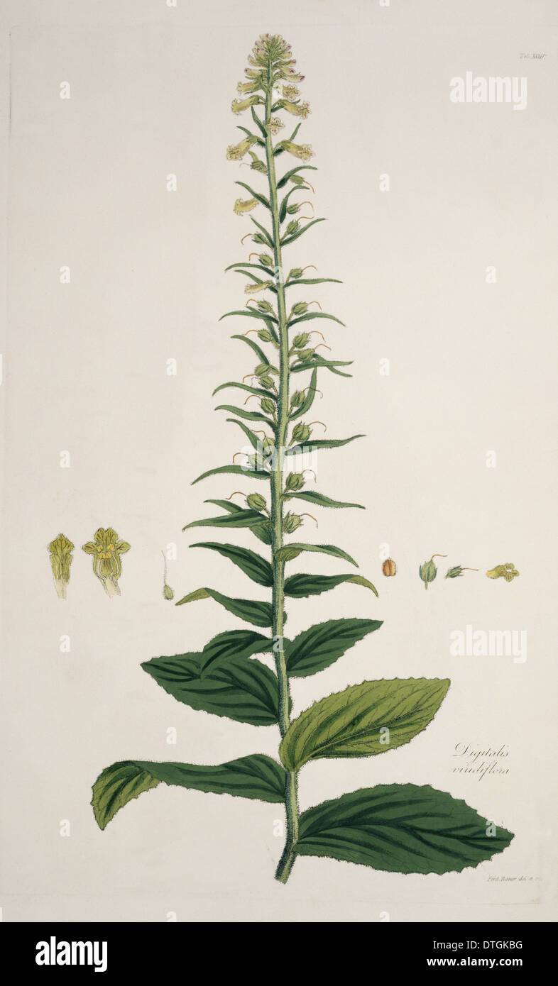 Digitalis viridiflora, foxglove Stock Photo Alamy
