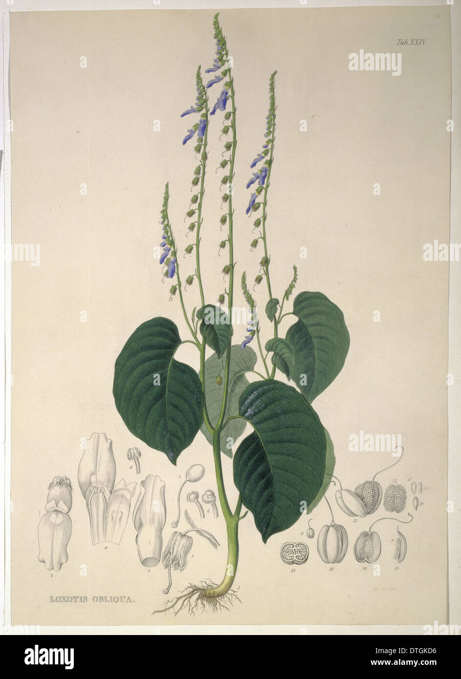 Rhynchoglossum obliquum Stock Photo