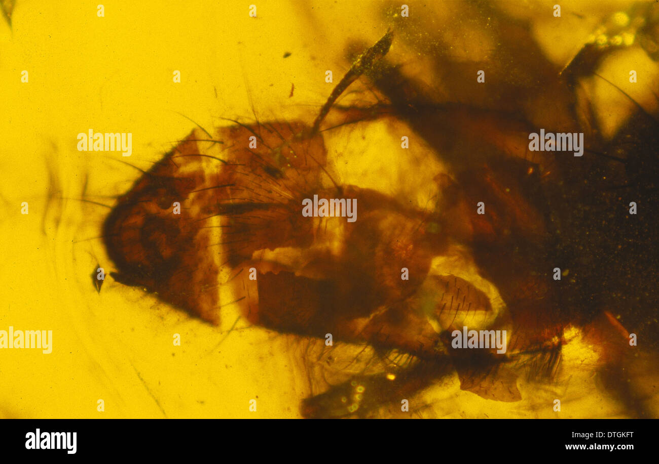 Fannia scalaris, fake fossil fly in amber Stock Photo