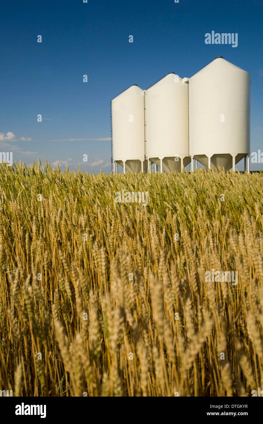 Wheat field and Silos north-east of Bassano, Alberta, Canada. Stock Photo