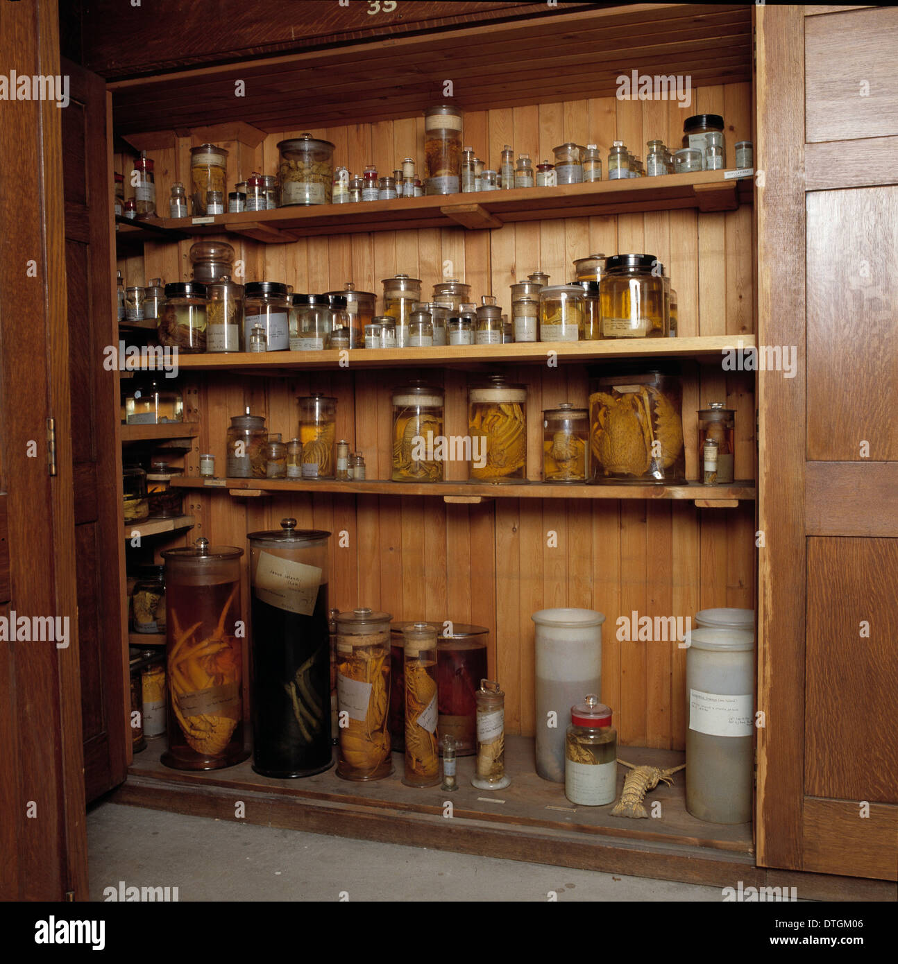 Specimen jars museum of hires stock photography and images Alamy