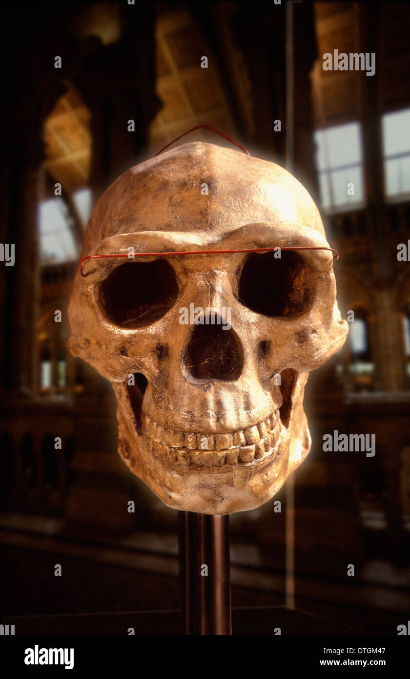 Homo erectus, Peking man cranium (reconstruction) Stock Photo