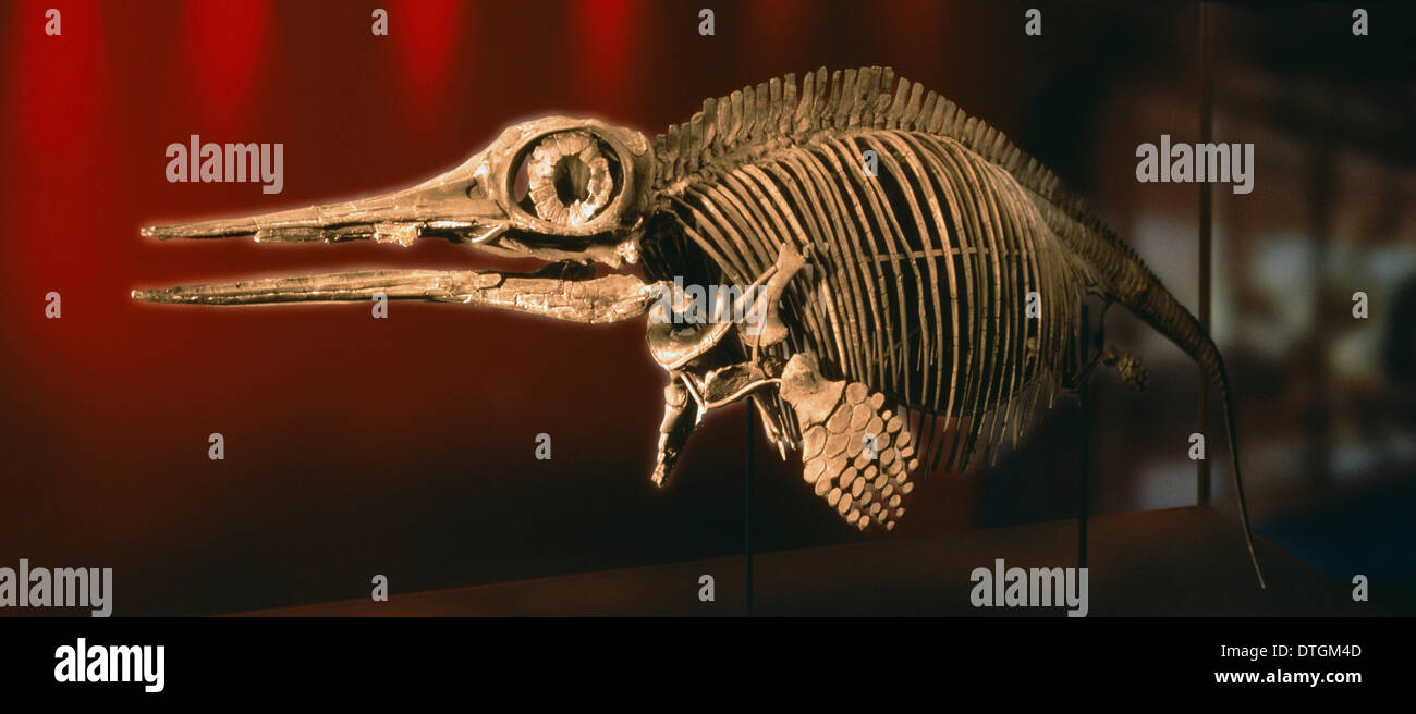 Ophthalmosauridae hires stock photography and images Alamy