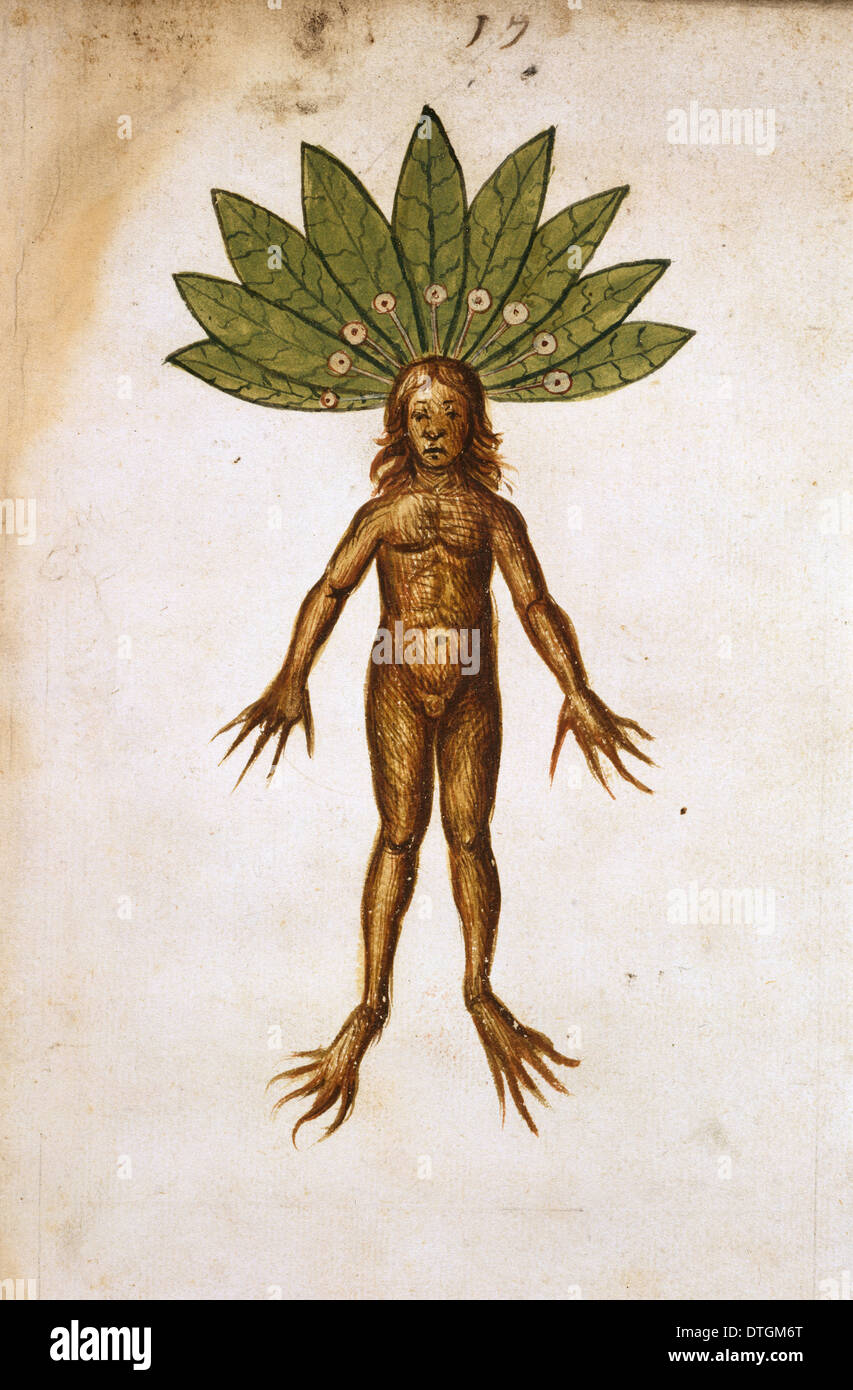 23 Ilustrações de Mandrake - Getty Images