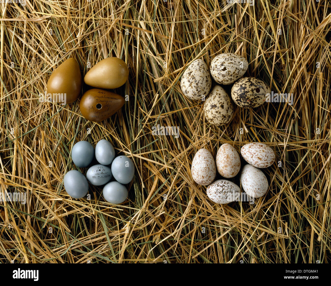 Various bird eggs from western Asia Stock Photo
