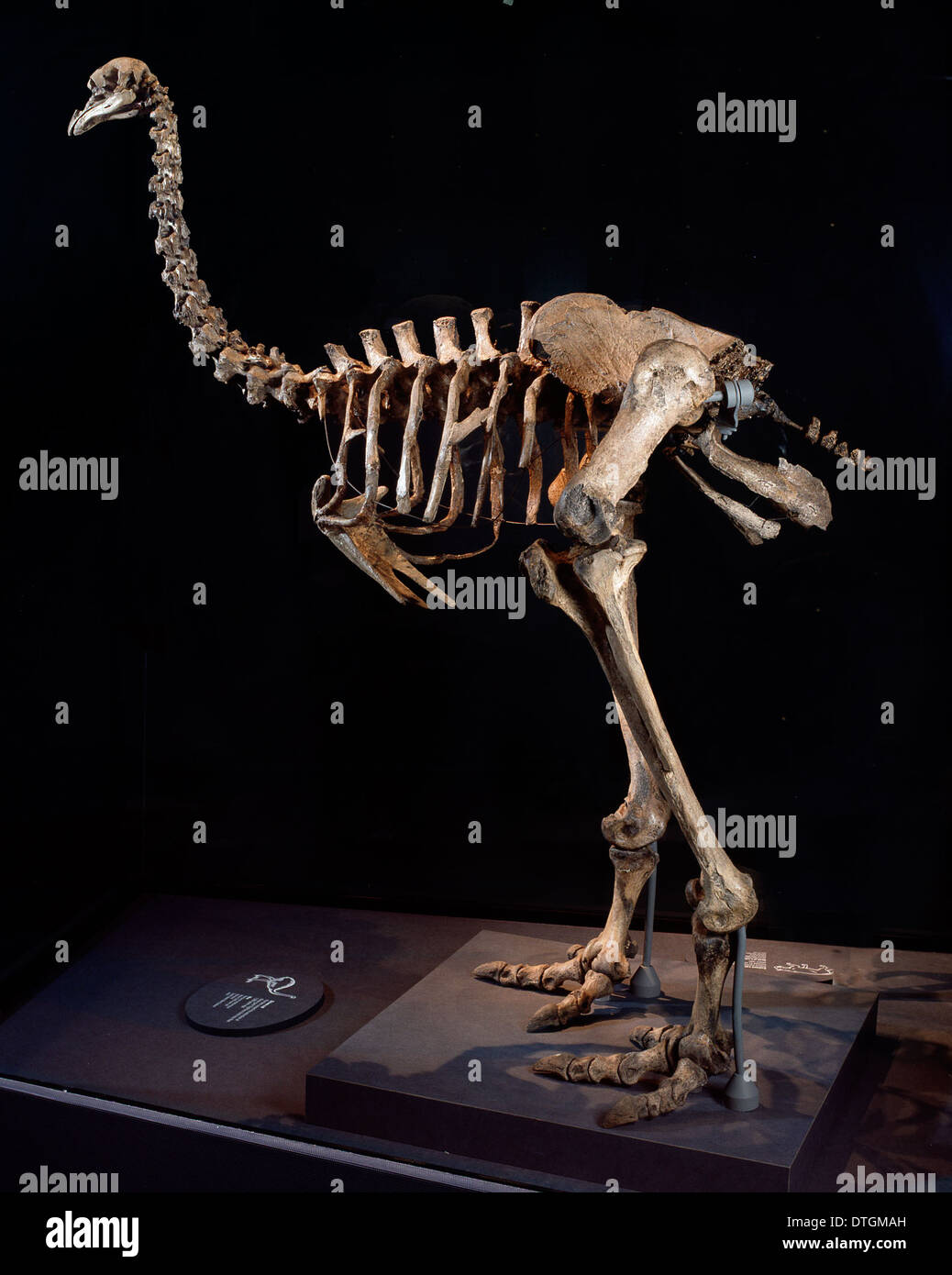 Pachyornis elephantopus, heavy-footed moa Stock Photo