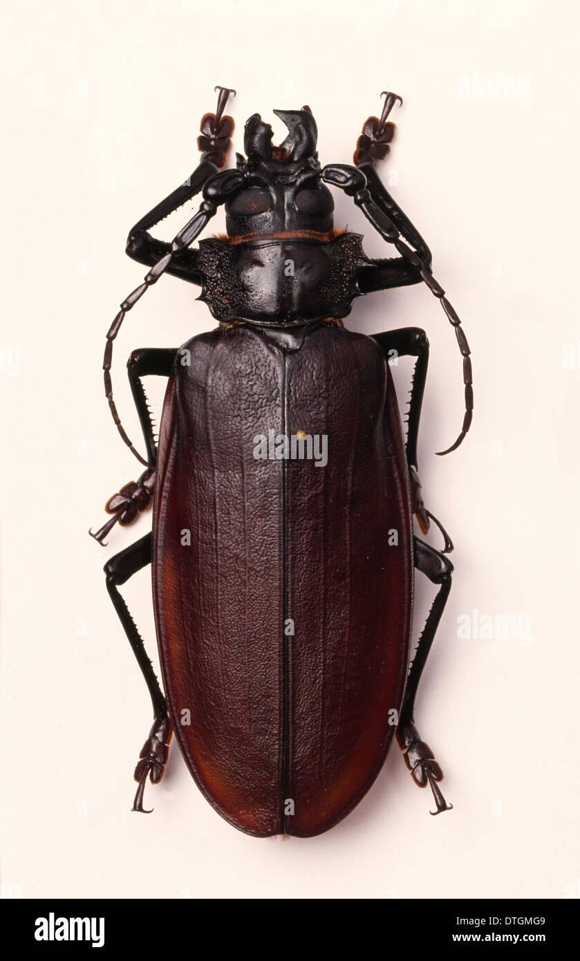 Titanus giganteus, South American longhorn or titan beetle Stock Photo
