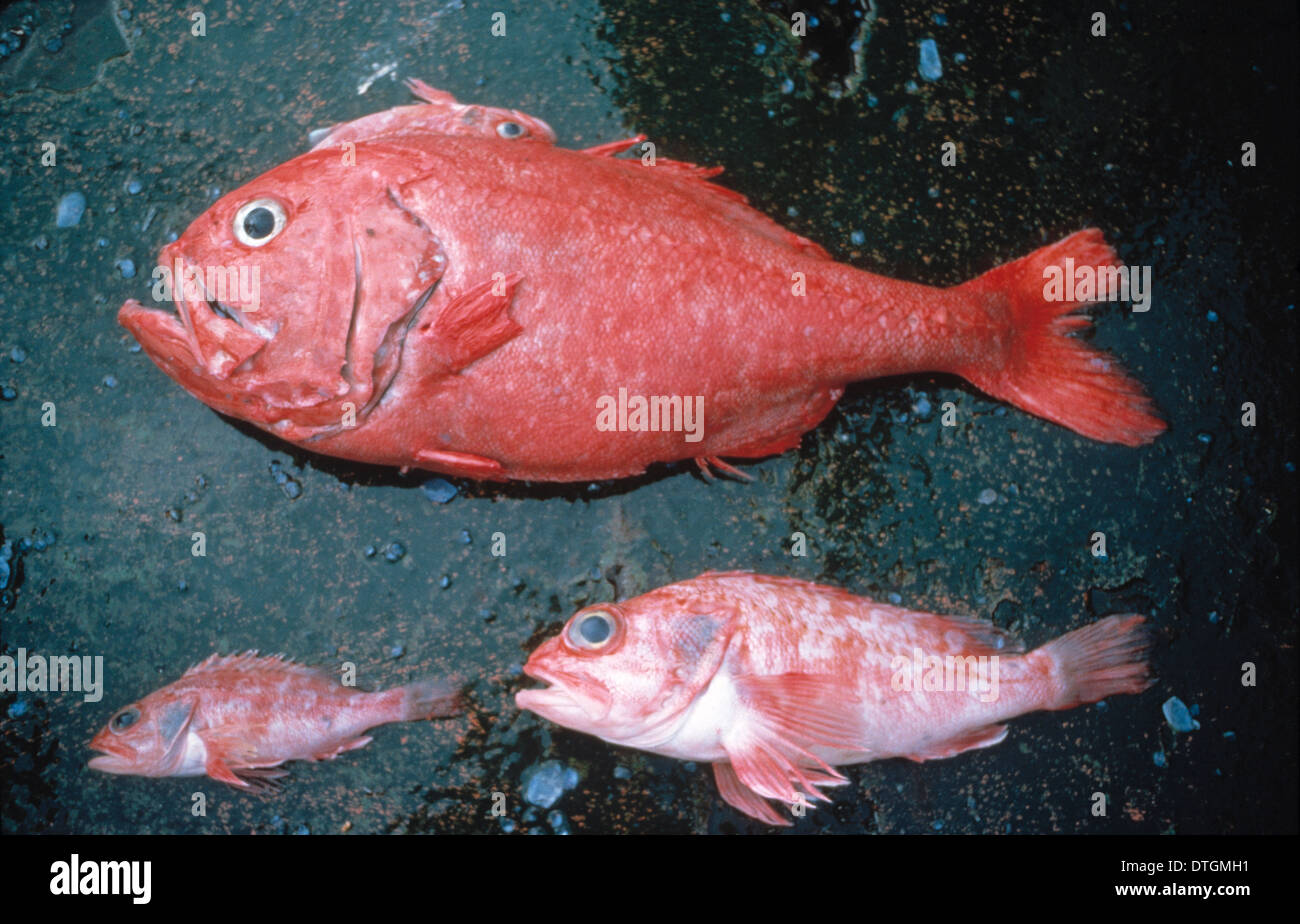 Hoplostethus atlanticus, orange roughy Stock Photo 66750237 Alamy