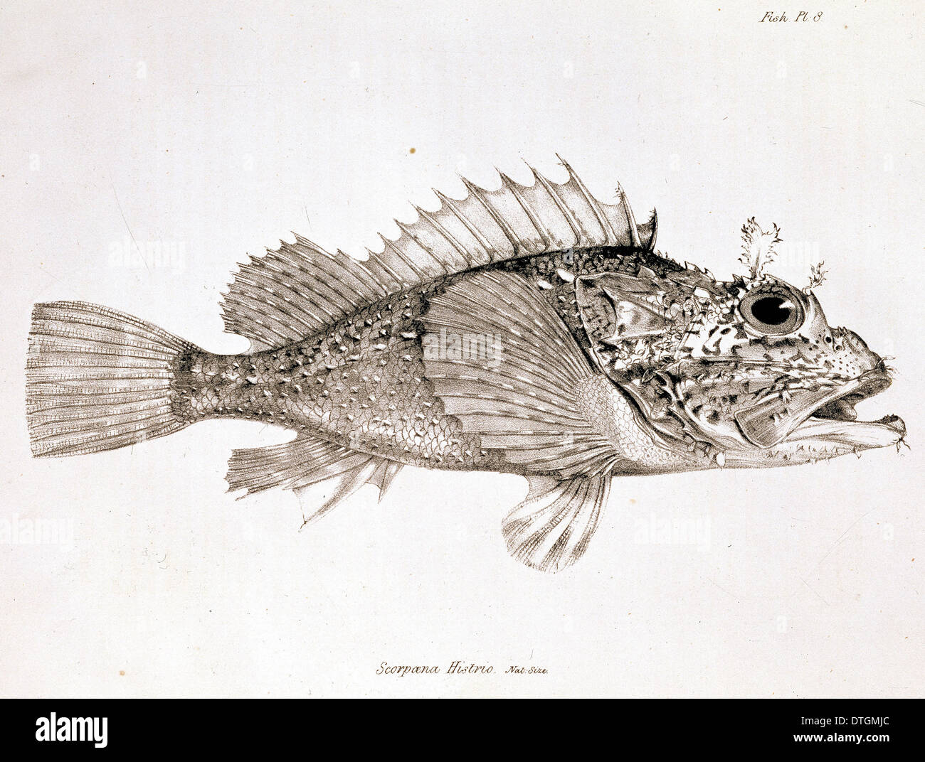 Scorpaena histrio, player scorpionfish Stock Photo