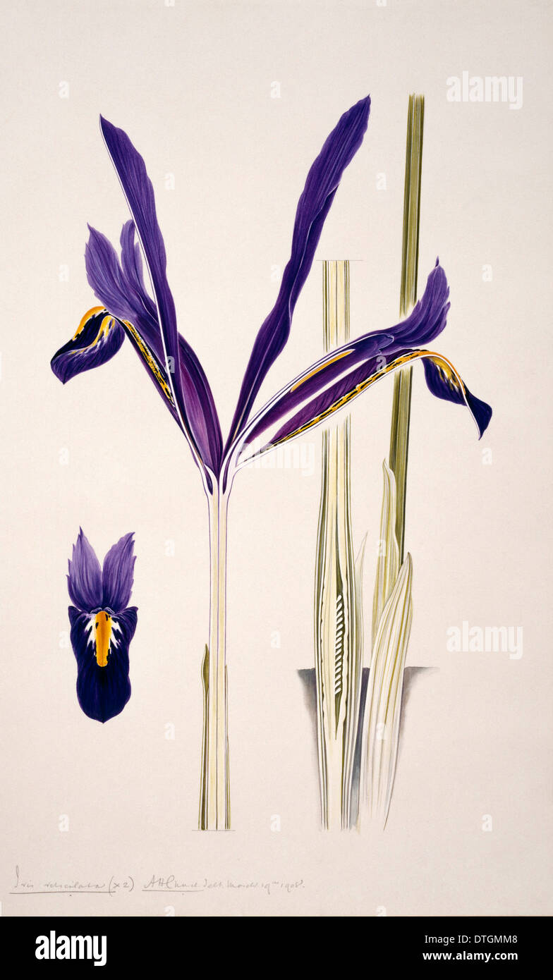 Iris reticulata, reticulated iris Stock Photo - Alamy
