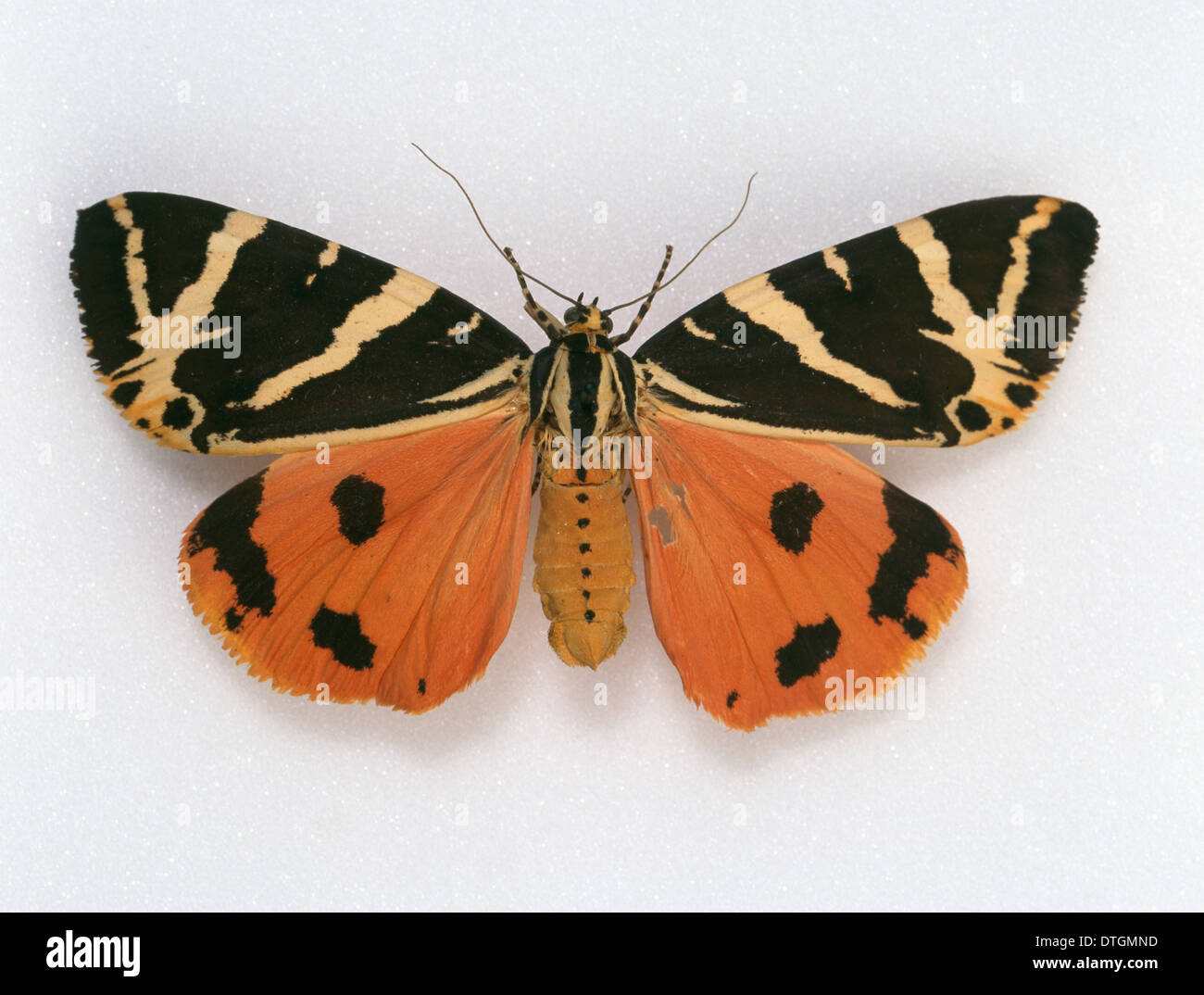 Jersey tiger moth (Euplagia quadripunctaria) in London 