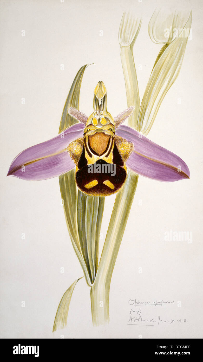 Ophrys apifera, bee orchid Stock Photo