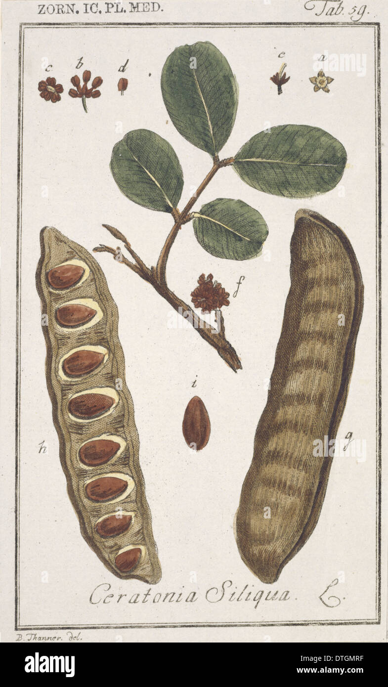 Ceratonia siliqua, carob bean tree Stock Photo Alamy